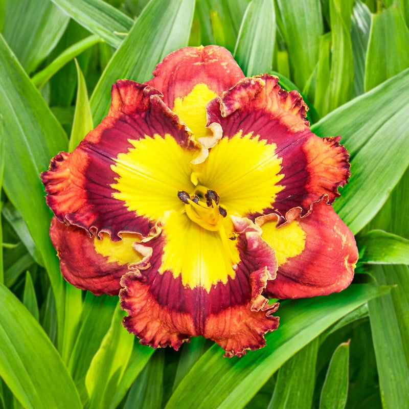Lava Lamps for Food Courts in Shopping MallsLava Lamp Reblooming Daylily