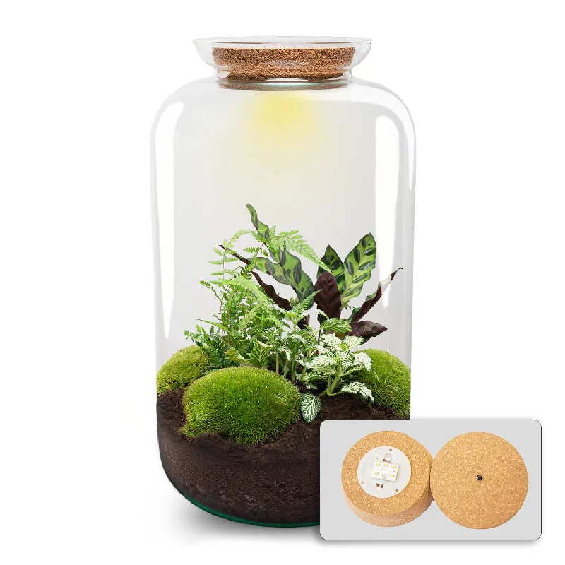 String Lights for Seasonal Decorations (Spring, Fall, etc.)Terrarium DIY Kit - Botanical Sven XL + Light - Bottle Garden - ↑ 43 cm String Lights for Seasonal Decorations (Spring, Fall, etc.)Terrarium DIY Kit - Botanical Sven XL + Light - Bottle Garden - ↑ 43 cm