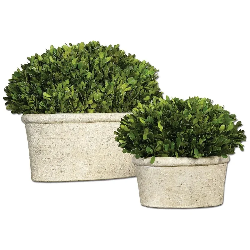 Preserved Boxwood Preserved Boxwood Set/2