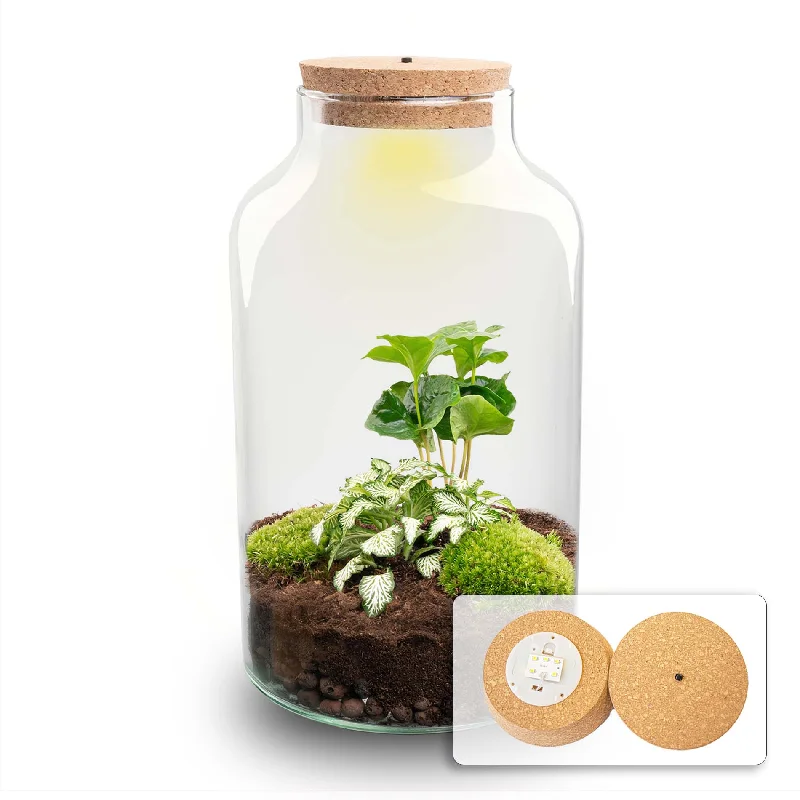 String Lights with Clear Bulbs for a Classic LookTerrarium DIY Kit - Milky Coffea with Light - Bottle Garden - ↑ 31 cm String Lights with Clear Bulbs for a Classic LookTerrarium DIY Kit - Milky Coffea with Light - Bottle Garden - ↑ 31 cm