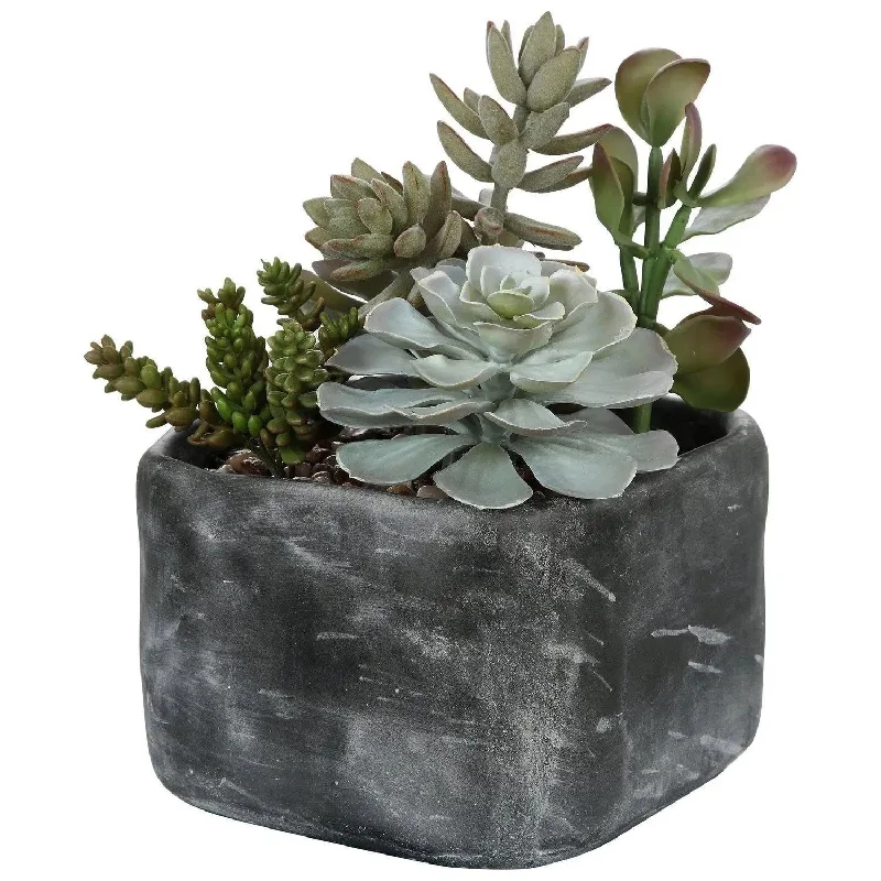 Alverio Succulents