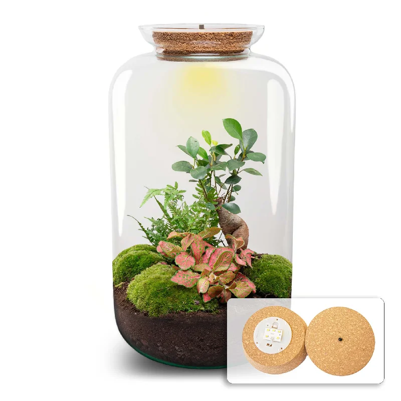 String Lights with Clear Bulbs for a Classic LookTerrarium DIY Kit - Sven Ginseng Bonsai XL - With light - Bottle Garden - ↑ 43 cm String Lights with Clear Bulbs for a Classic LookTerrarium DIY Kit - Sven Ginseng Bonsai XL - With light - Bottle Garden - ↑ 43 cm