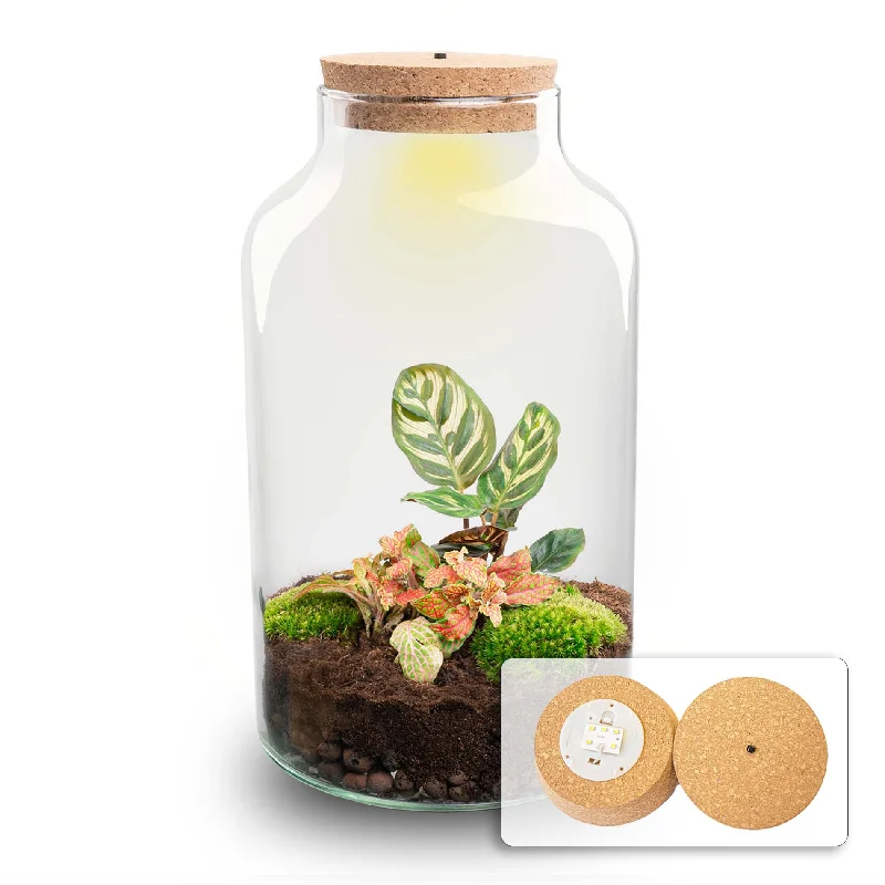 Waterproof String Lights for Patio DecorTerrarium DIY Kit - Milky Calathea with Light - Bottle Garden - ↑ 31 cm