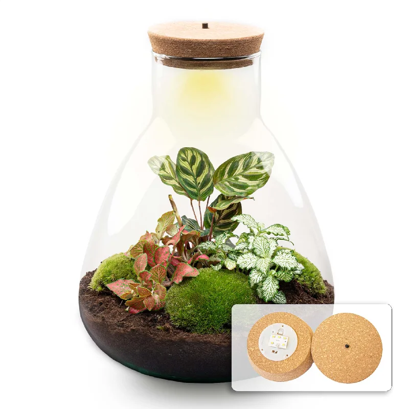 Battery - Operated String Lights for Indoor UseTerrarium DIY Kit - Sam Calathea with Light - Bottle garden - ↑ 30 cm Battery - Operated String Lights for Indoor UseTerrarium DIY Kit - Sam Calathea with Light - Bottle garden - ↑ 30 cm