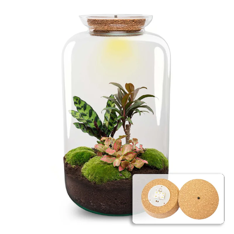String Lights for Outdoor Dining AreasTerrarium DIY Kit - Sven XL Palm - With lightning - Bottle Garden - ↑ 43 cm String Lights for Outdoor Dining AreasTerrarium DIY Kit - Sven XL Palm - With lightning - Bottle Garden - ↑ 43 cm
